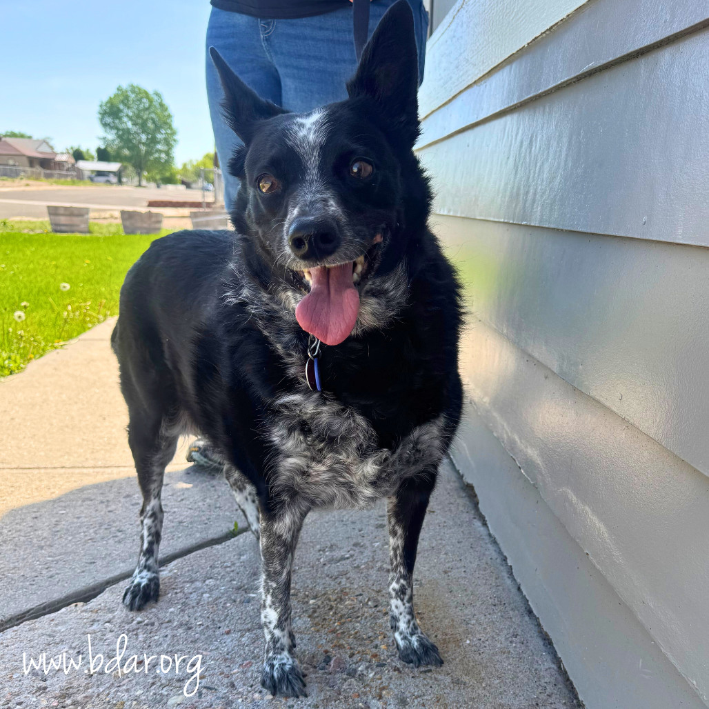 Posey, an adoptable Cattle Dog, Mixed Breed in Cheyenne, WY, 82009 | Photo Image 1