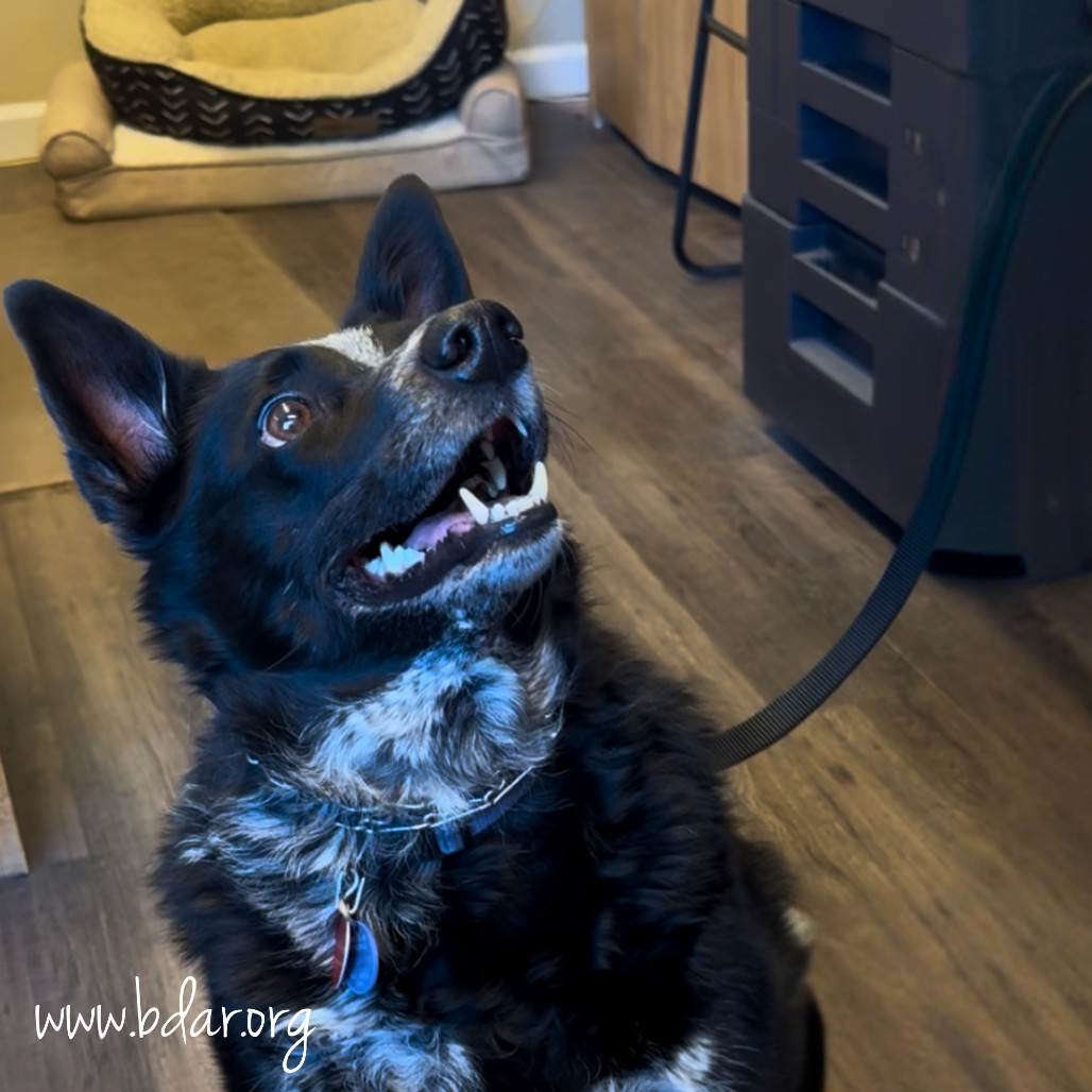 Posey, an adoptable Cattle Dog, Mixed Breed in Cheyenne, WY, 82009 | Photo Image 2