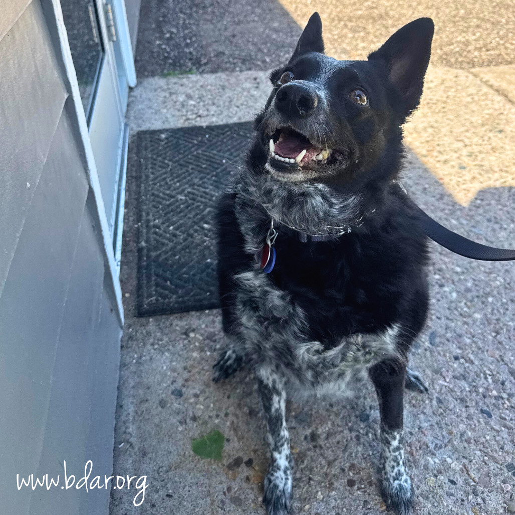 Posey, an adoptable Cattle Dog, Mixed Breed in Cheyenne, WY, 82009 | Photo Image 3