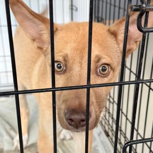 Toulouse, Baby Male Mixed Breed