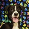 Samson photo 1