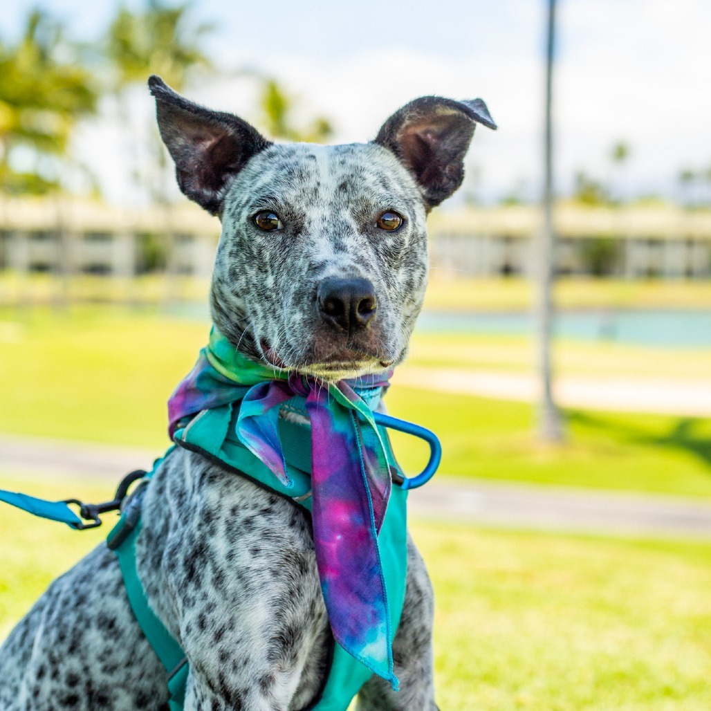 Tic Tac, an adoptable Mixed Breed, Australian Cattle Dog / Blue Heeler in Kailua Kona, HI, 96740 | Photo Image 1