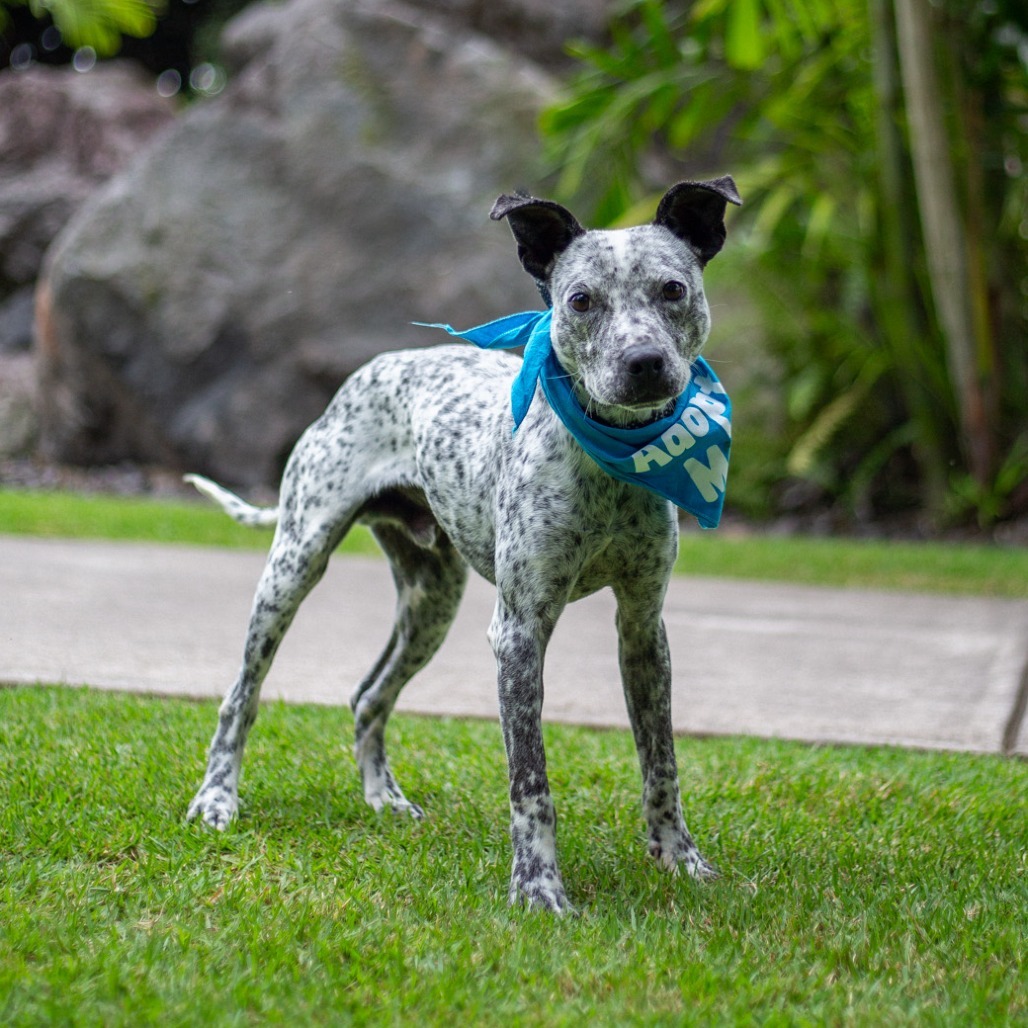 Tic Tac, an adoptable Mixed Breed, Australian Cattle Dog / Blue Heeler in Kailua Kona, HI, 96740 | Photo Image 2