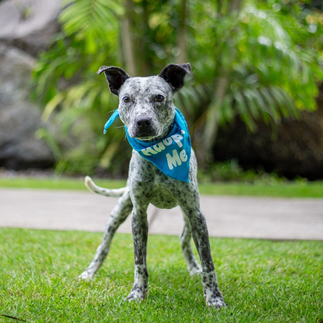 Tic Tac, an adoptable Mixed Breed, Australian Cattle Dog / Blue Heeler in Kailua Kona, HI, 96740 | Photo Image 3