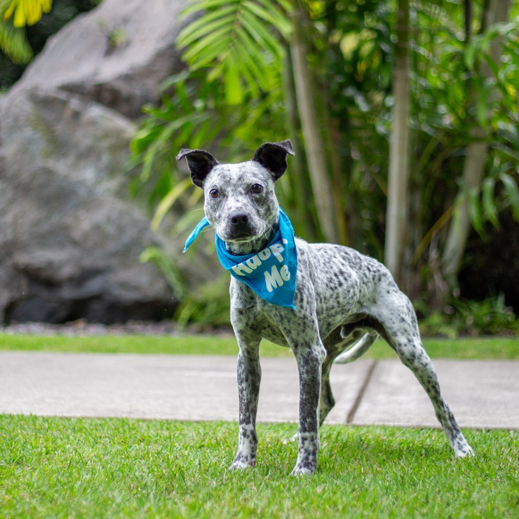 Tic Tac, an adoptable Mixed Breed, Australian Cattle Dog / Blue Heeler in Kailua Kona, HI, 96740 | Photo Image 4