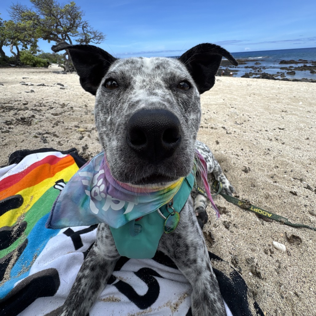 Tic Tac, an adoptable Mixed Breed, Australian Cattle Dog / Blue Heeler in Kailua Kona, HI, 96740 | Photo Image 5