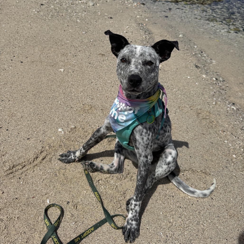 Tic Tac, an adoptable Mixed Breed, Australian Cattle Dog / Blue Heeler in Kailua Kona, HI, 96740 | Photo Image 6