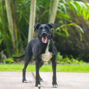 Lilikoi, Adult Female Mixed Breed