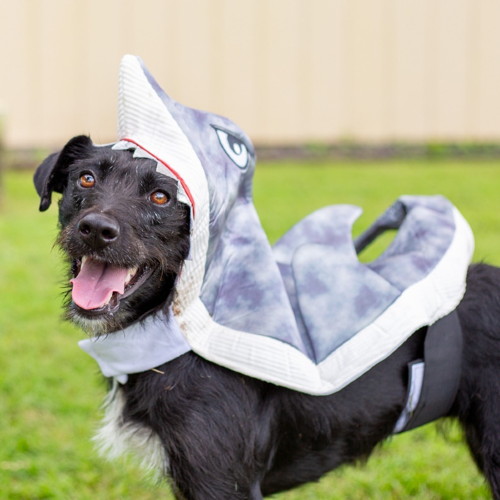 Lilikoi, an adoptable Mixed Breed in Kailua Kona, HI, 96740 | Photo Image 1