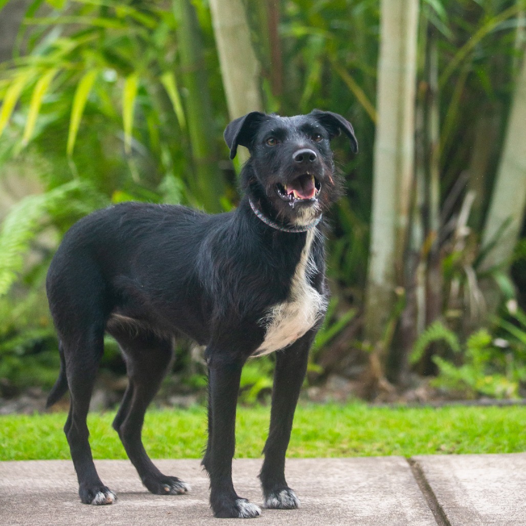 Lilikoi, an adoptable Mixed Breed in Kailua Kona, HI, 96740 | Photo Image 2