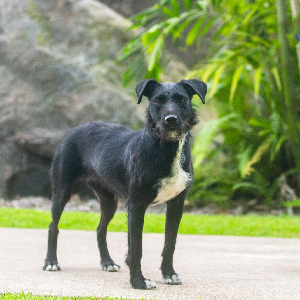 Lilikoi, an adoptable Mixed Breed in Kailua Kona, HI, 96740 | Photo Image 2