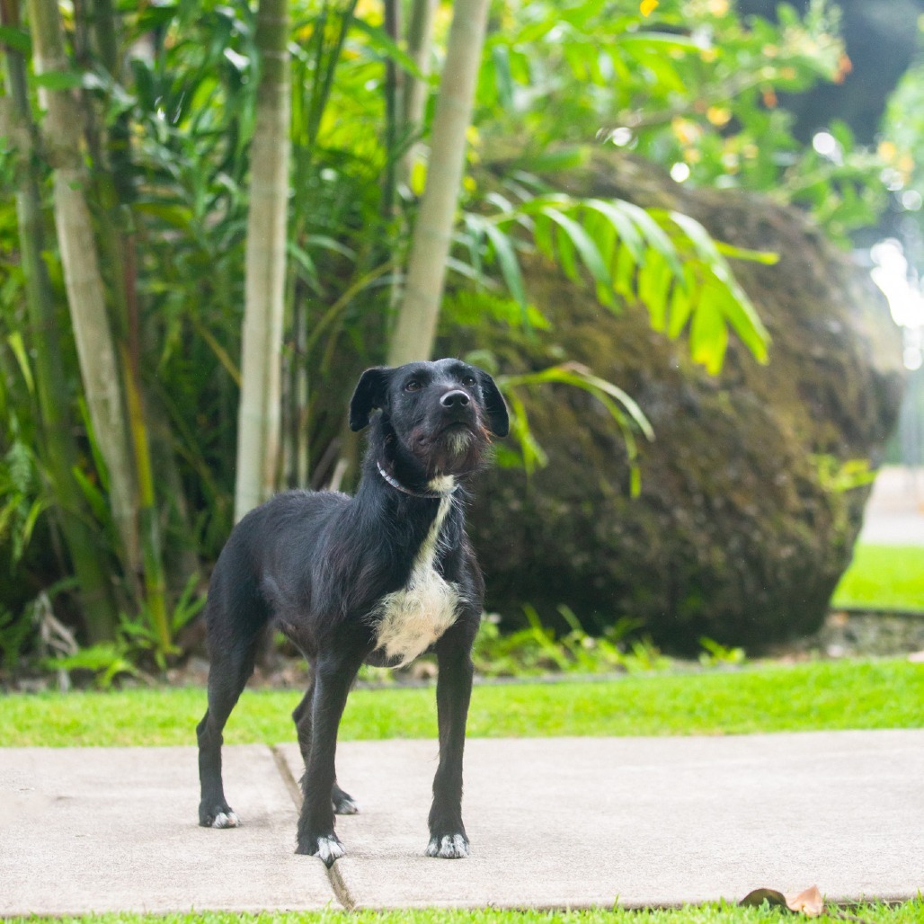 Lilikoi, an adoptable Mixed Breed in Kailua Kona, HI, 96740 | Photo Image 4