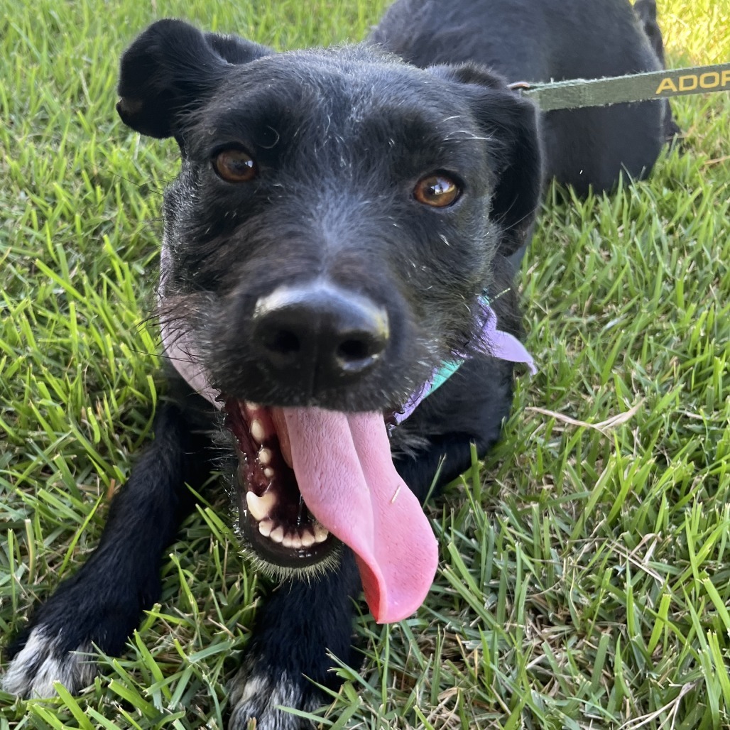 Lilikoi, an adoptable Mixed Breed in Kailua Kona, HI, 96740 | Photo Image 4
