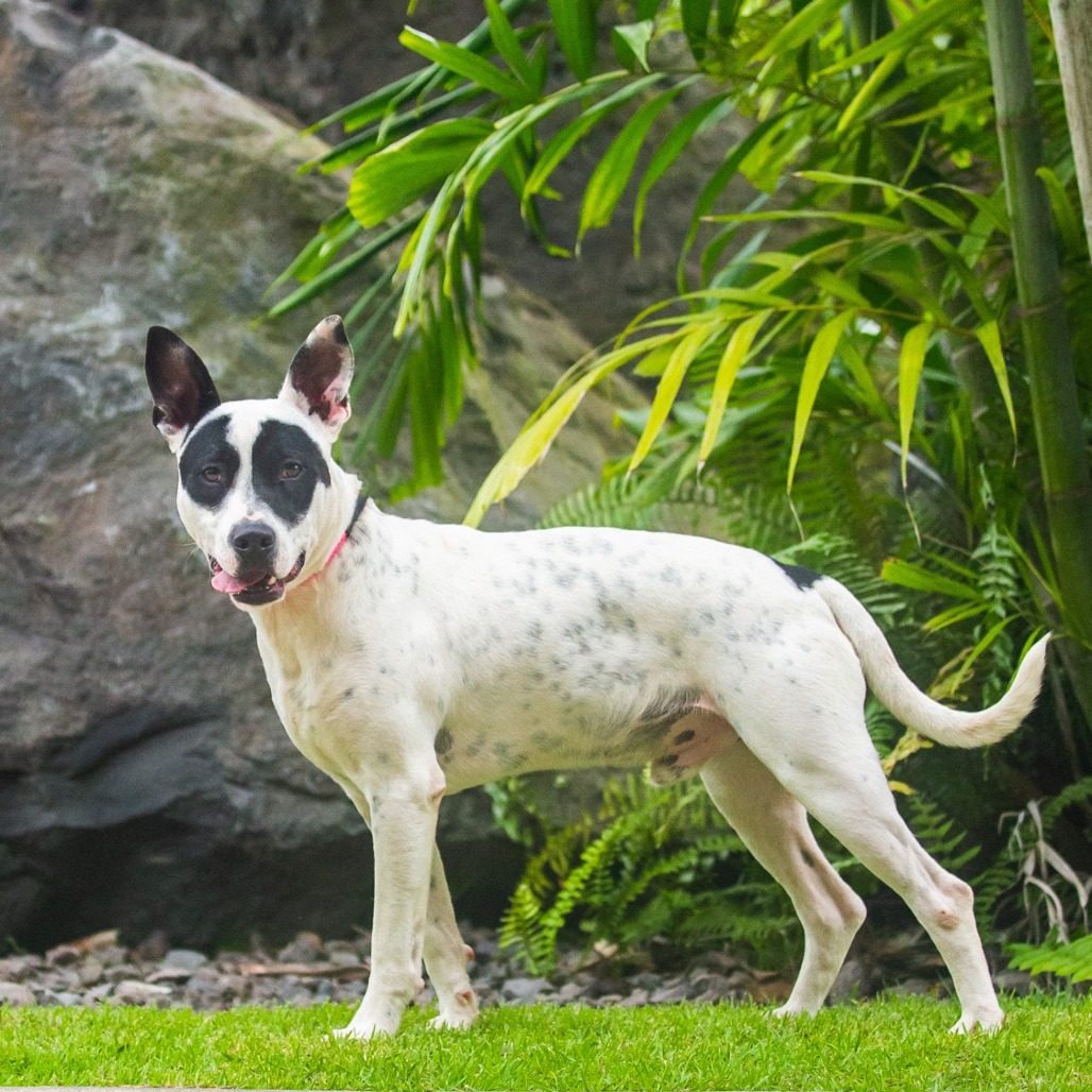 Bob, an adoptable Mixed Breed in Kailua Kona, HI, 96740 | Photo Image 1