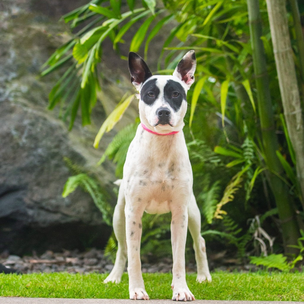 Bob, an adoptable Mixed Breed in Kailua Kona, HI, 96740 | Photo Image 2