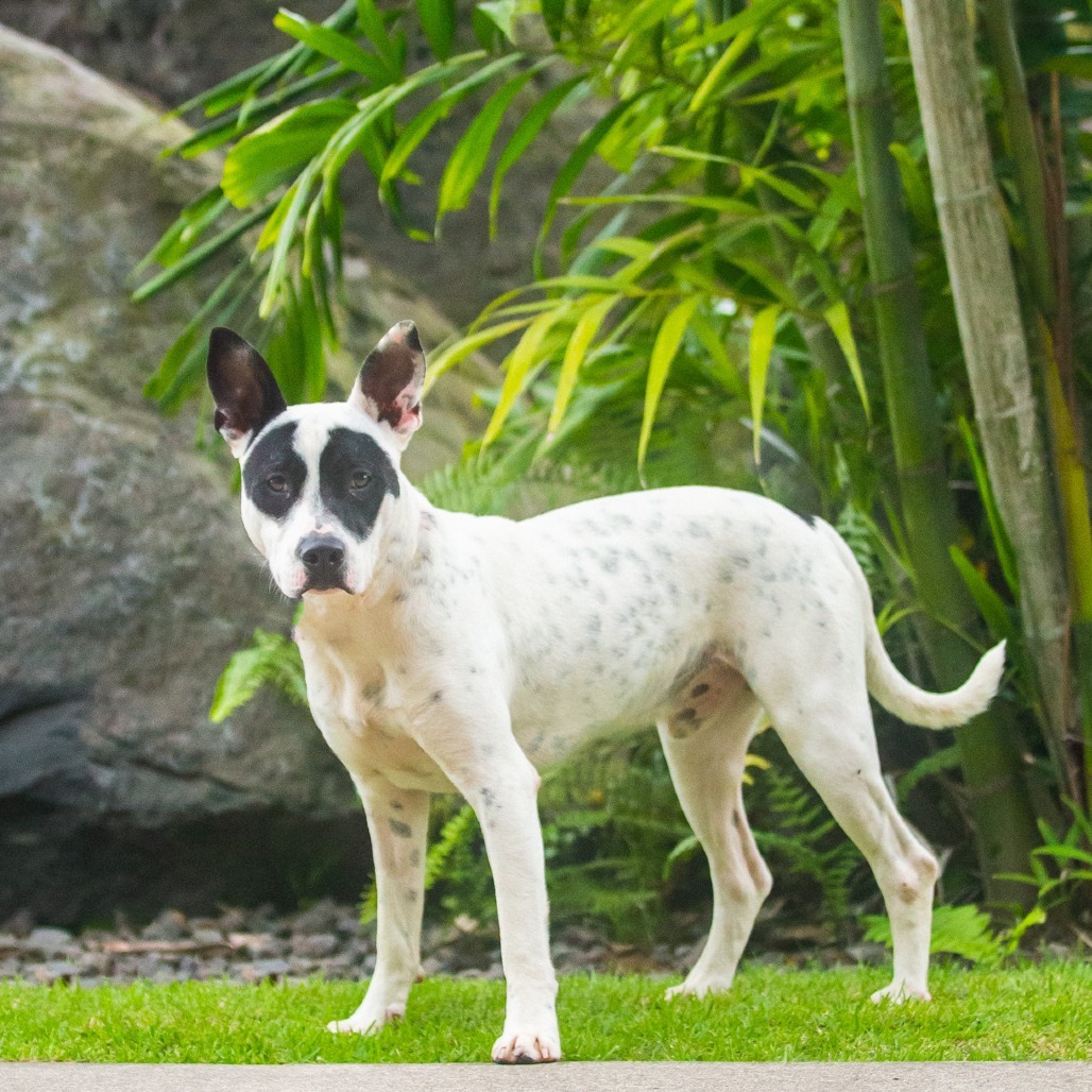 Bob, an adoptable Mixed Breed in Kailua Kona, HI, 96740 | Photo Image 3