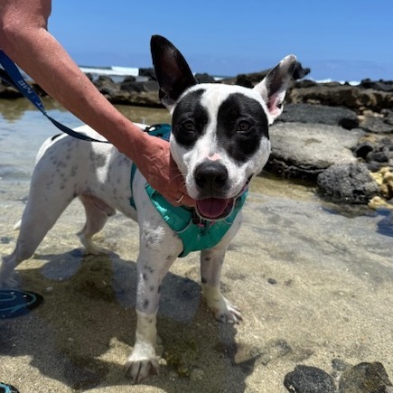 Bob, an adoptable Mixed Breed in Kailua Kona, HI, 96740 | Photo Image 4