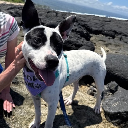 Bob, an adoptable Mixed Breed in Kailua Kona, HI, 96740 | Photo Image 5