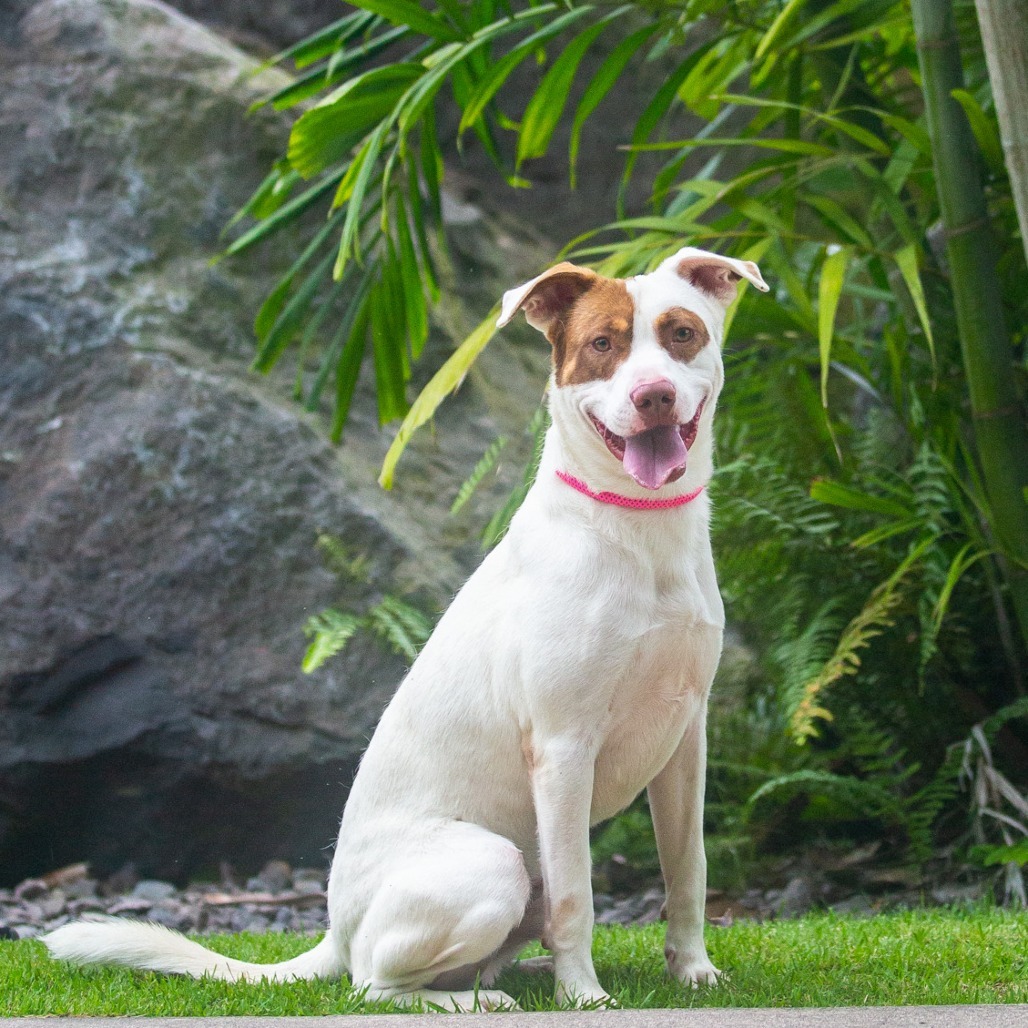 Rusty, an adoptable Mixed Breed in Kailua Kona, HI, 96740 | Photo Image 1