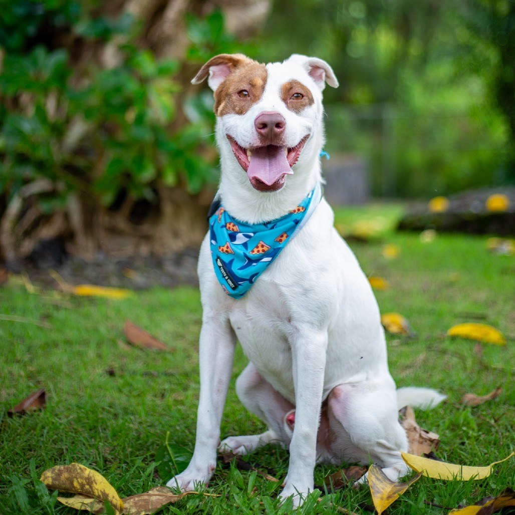 Rusty, an adoptable Mixed Breed in Kailua Kona, HI, 96740 | Photo Image 1