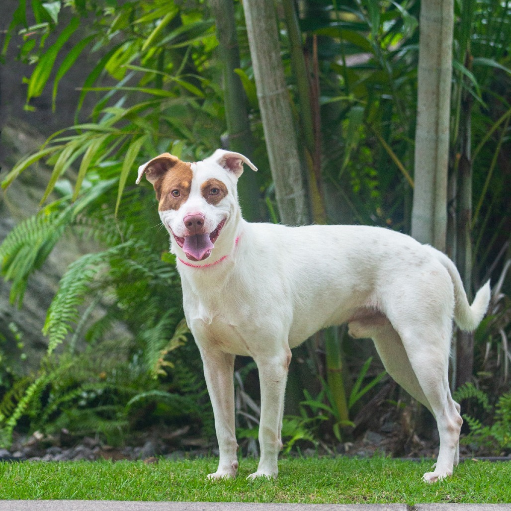 Rusty, an adoptable Mixed Breed in Kailua Kona, HI, 96740 | Photo Image 3
