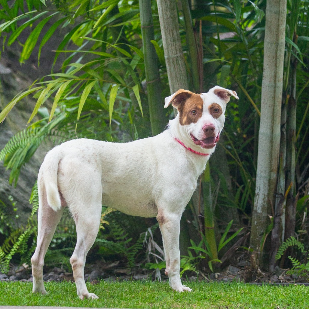 Rusty, an adoptable Mixed Breed in Kailua Kona, HI, 96740 | Photo Image 3