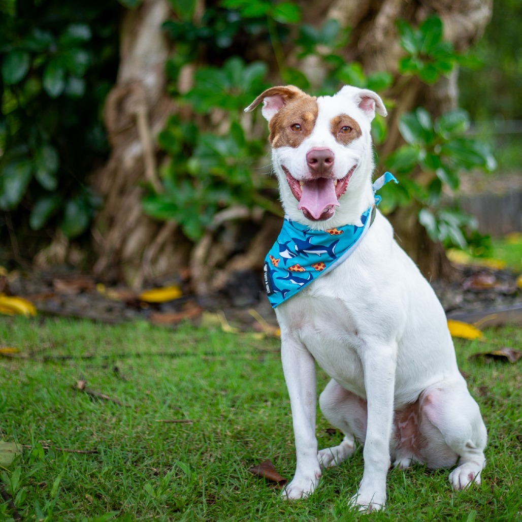 Rusty, an adoptable Mixed Breed in Kailua Kona, HI, 96740 | Photo Image 5