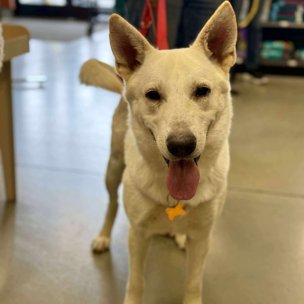 Nolan, an adoptable Shepherd, Mixed Breed in Bend, OR, 97702 | Photo Image 1