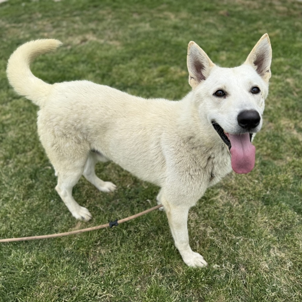 Nolan, an adoptable Shepherd, Mixed Breed in Bend, OR, 97702 | Photo Image 2
