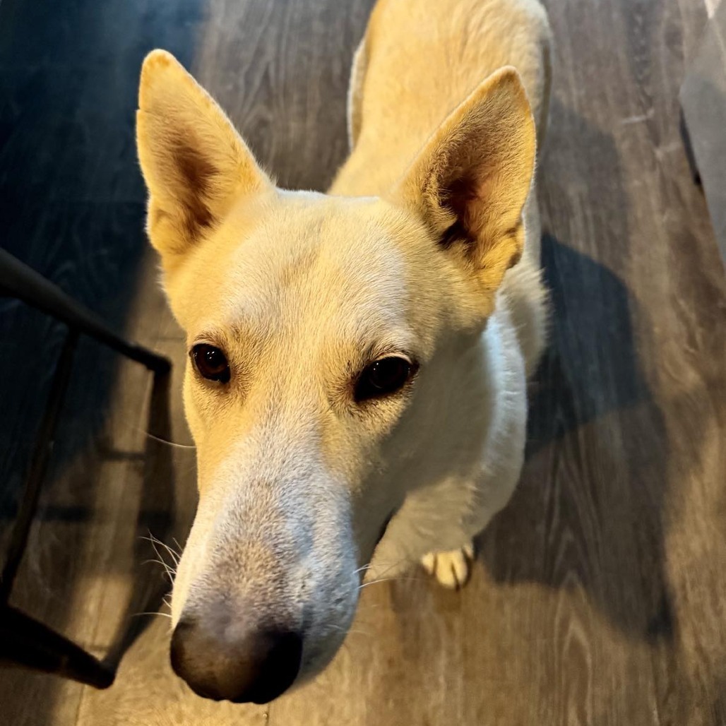 Nolan, an adoptable Shepherd, Mixed Breed in Bend, OR, 97702 | Photo Image 6
