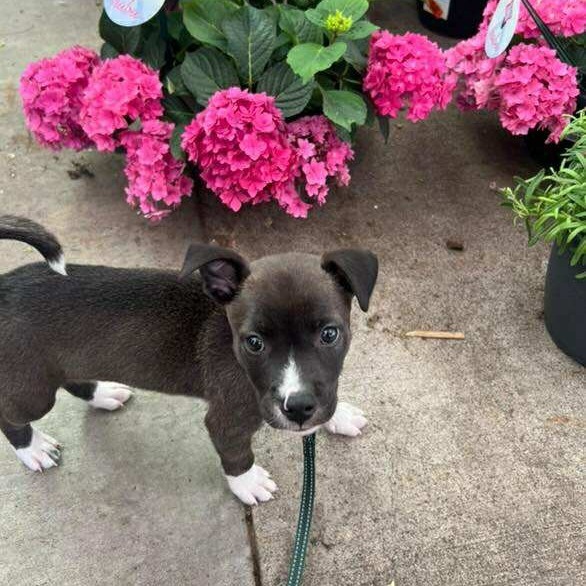 Nas, an adoptable American Staffordshire Terrier in Bend, OR, 97702 | Photo Image 3