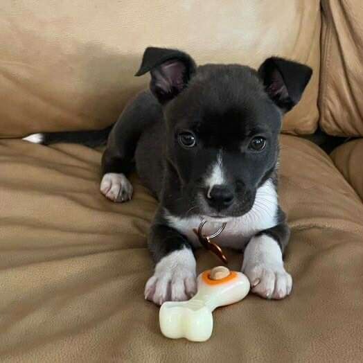 Nas, an adoptable American Staffordshire Terrier in Bend, OR, 97702 | Photo Image 6