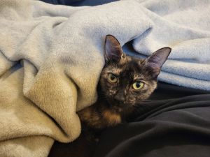 Aspen, Young Female Domestic Short Hair