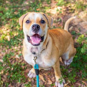 Range, Young Male Labrador Retriever
