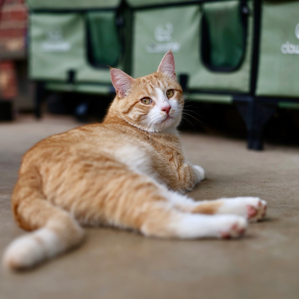 Moo, an adoptable Domestic Short Hair in Starkville, MS, 39760 | Photo Image 1