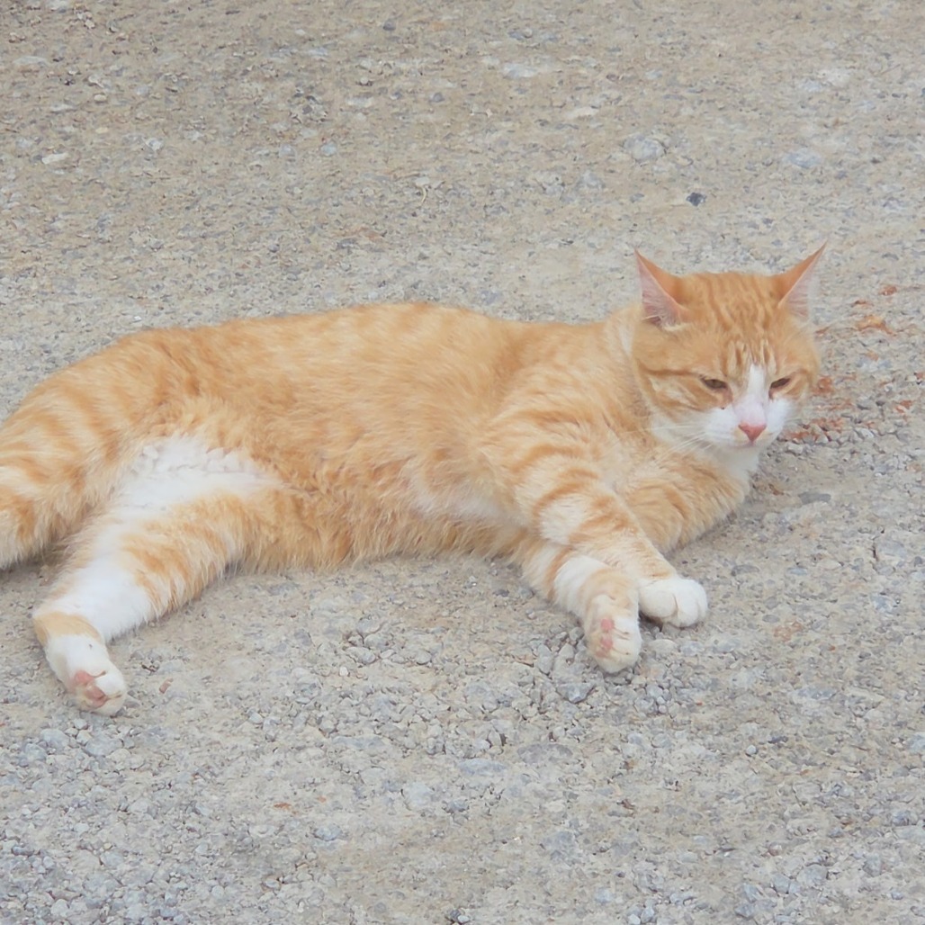 Moo, an adoptable Domestic Short Hair in Starkville, MS, 39760 | Photo Image 6