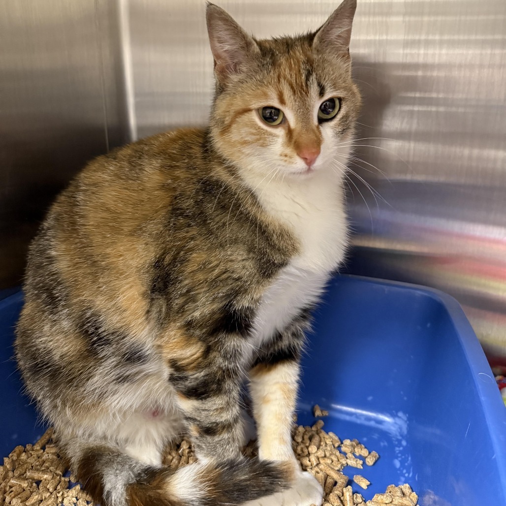 Callie, an adoptable American Shorthair in Cody, WY, 82414 | Photo Image 1