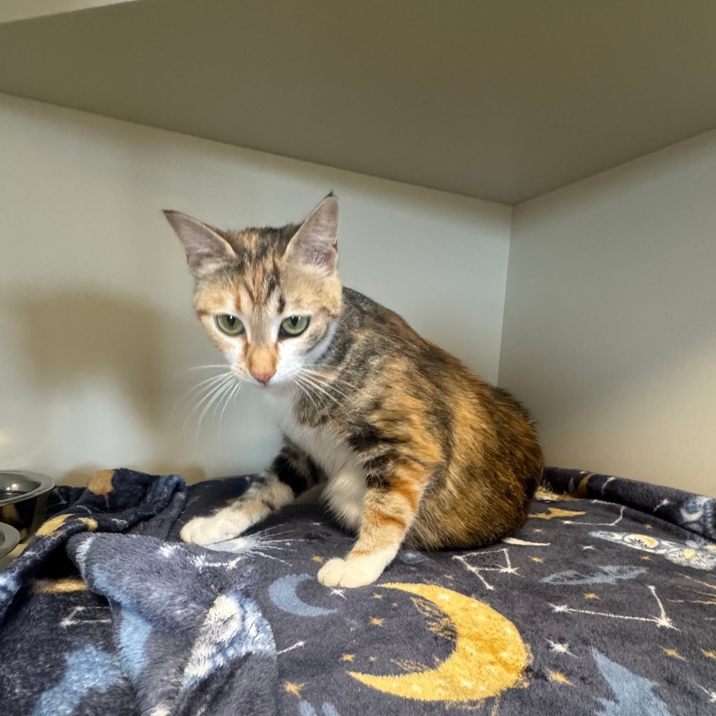 Callie, an adoptable American Shorthair in Cody, WY, 82414 | Photo Image 1