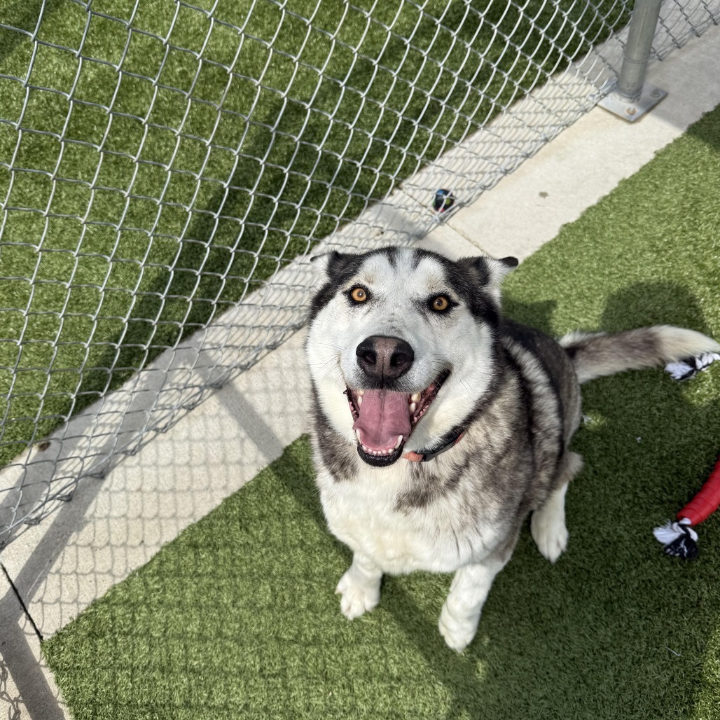 Roman, an adoptable Husky, Labrador Retriever in Cody, WY, 82414 | Photo Image 1