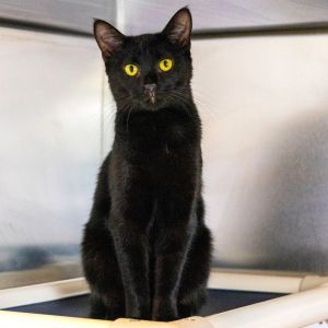Sheba, Young Female Domestic Short Hair