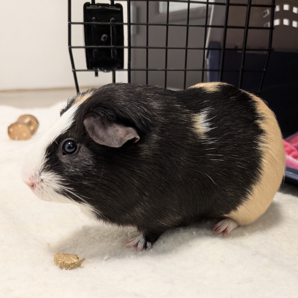 Nugget