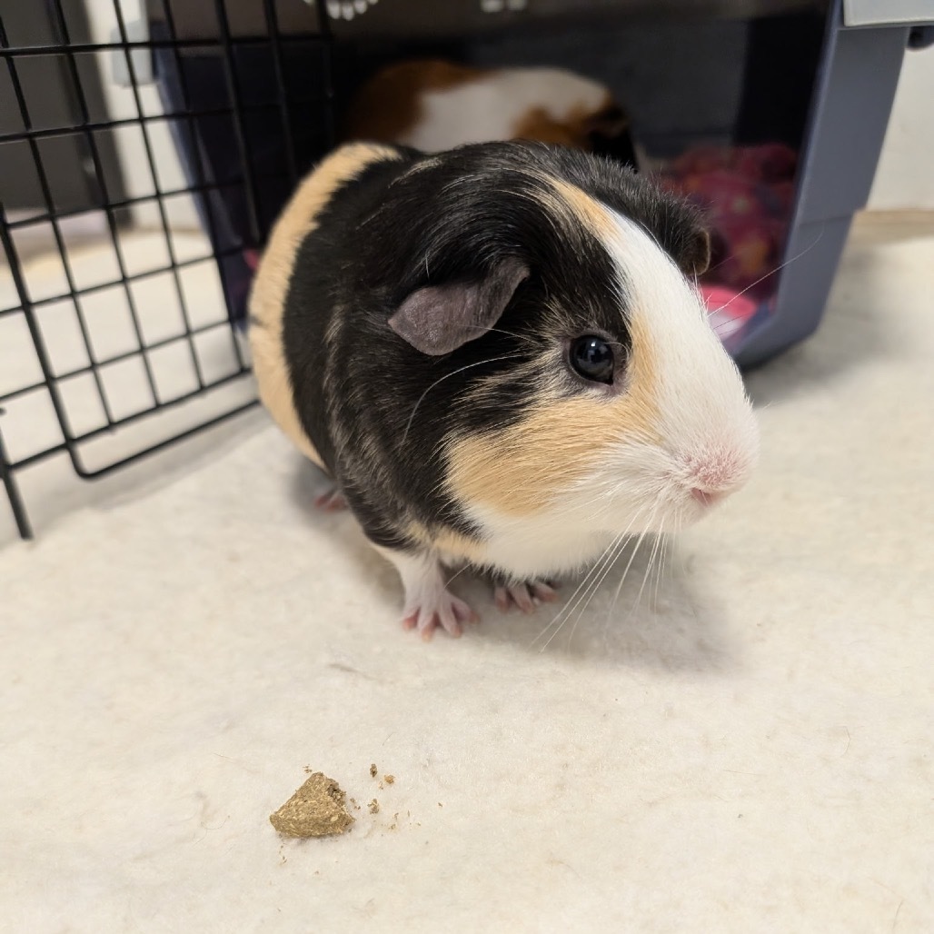 Nugget