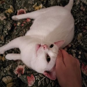 Elsa Mae, Adult Female Domestic Short Hair