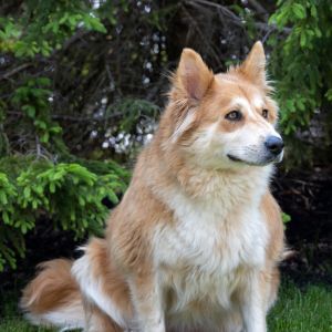 Gal, Adult Female Mixed Breed