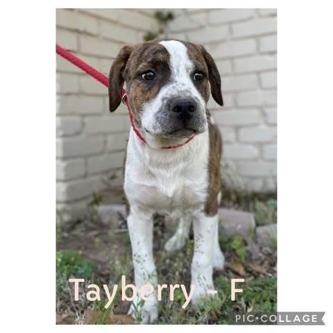 Tayberry