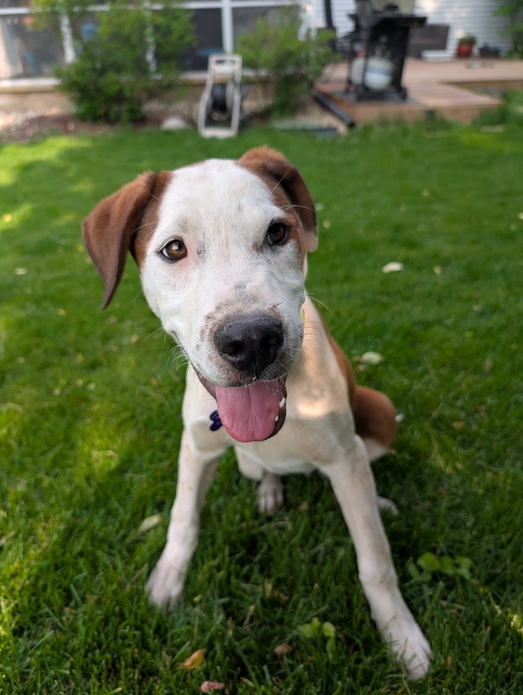 Cloudberry, an adoptable Mixed Breed in Waunakee, WI, 53597 | Photo Image 1