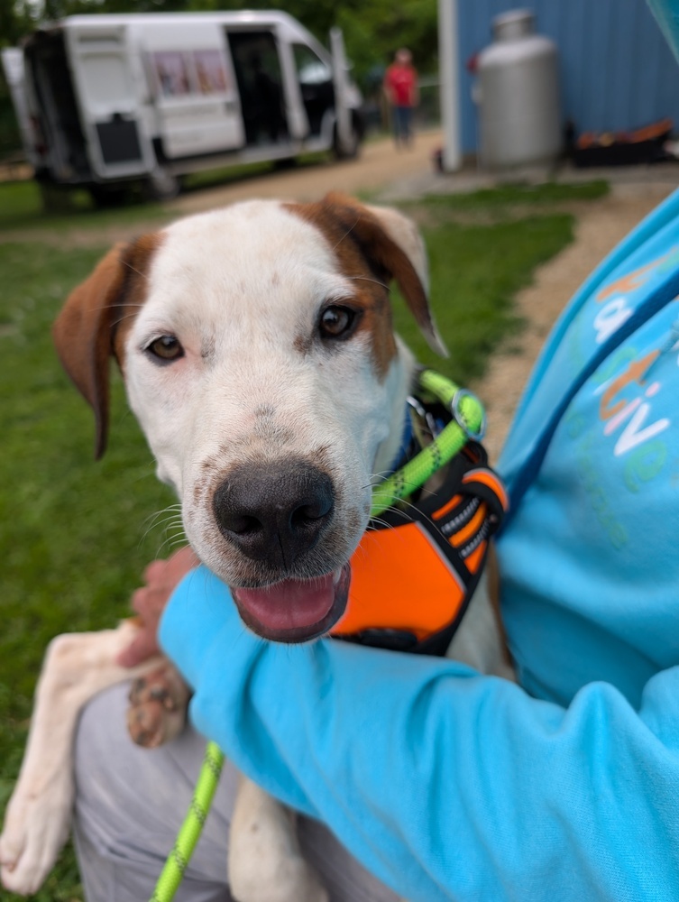 Cloudberry, an adoptable Mixed Breed in Waunakee, WI, 53597 | Photo Image 2