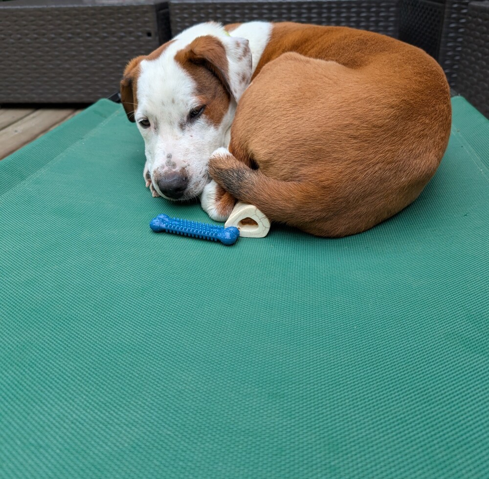 Cloudberry, an adoptable Mixed Breed in Waunakee, WI, 53597 | Photo Image 3