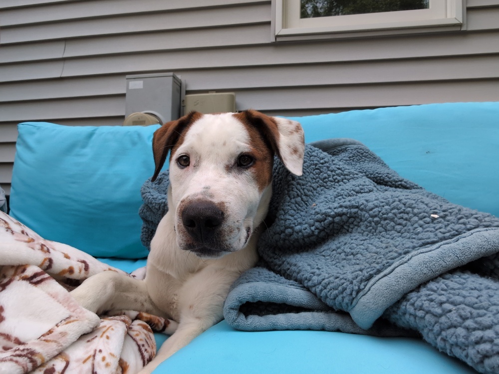 Cloudberry, an adoptable Mixed Breed in Waunakee, WI, 53597 | Photo Image 4