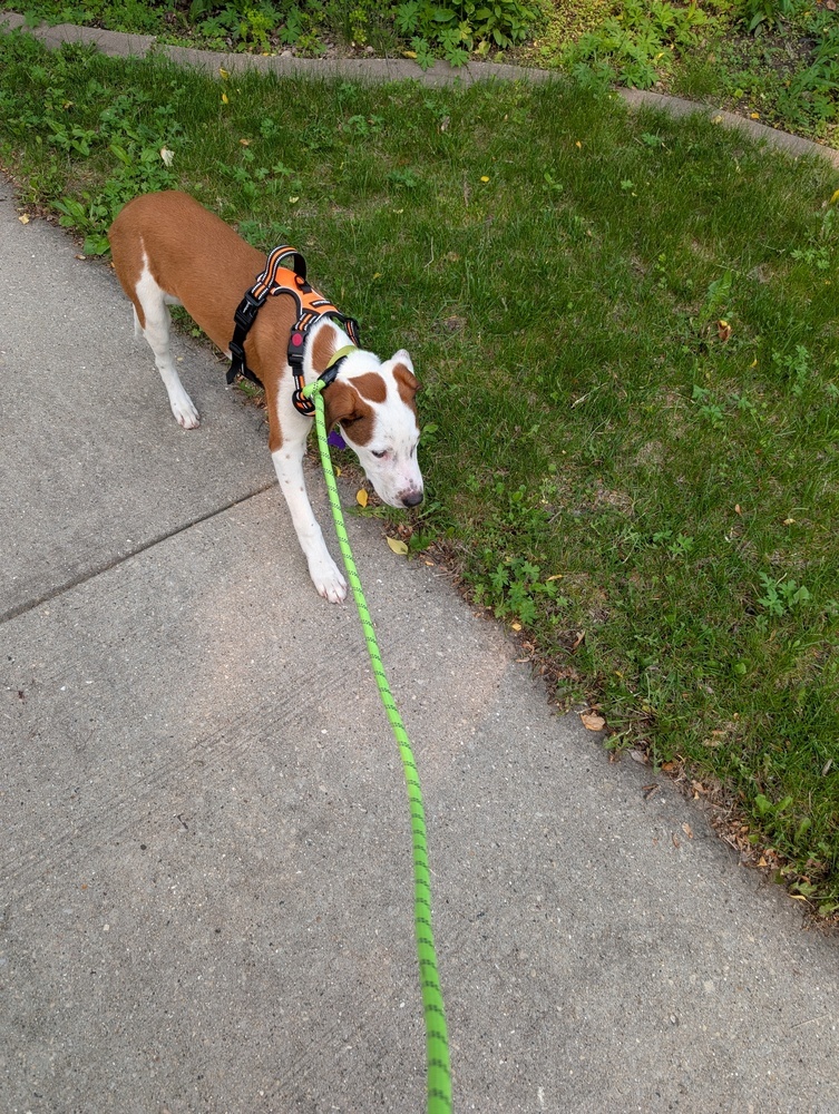 Cloudberry, an adoptable Mixed Breed in Waunakee, WI, 53597 | Photo Image 5